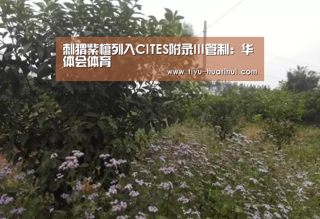 刺猬紫檀列入CITES附录III管制:华体会体育(图2) 华体会官网